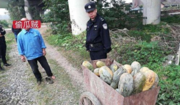 成县网红吃瓜事件视频,一场网络狂欢背后的真相揭秘