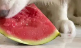 网红吃瓜狗子图片高清,萌态十足引网友热议