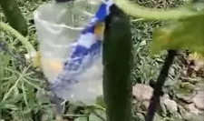 成县网红吃瓜事件视频,一场网络狂欢背后的真相揭秘